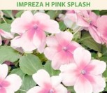 VALERO SPRIGĖS IMPREZA H PINK SPLASH