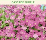 AUBRETĖS CASCADE PURPLE